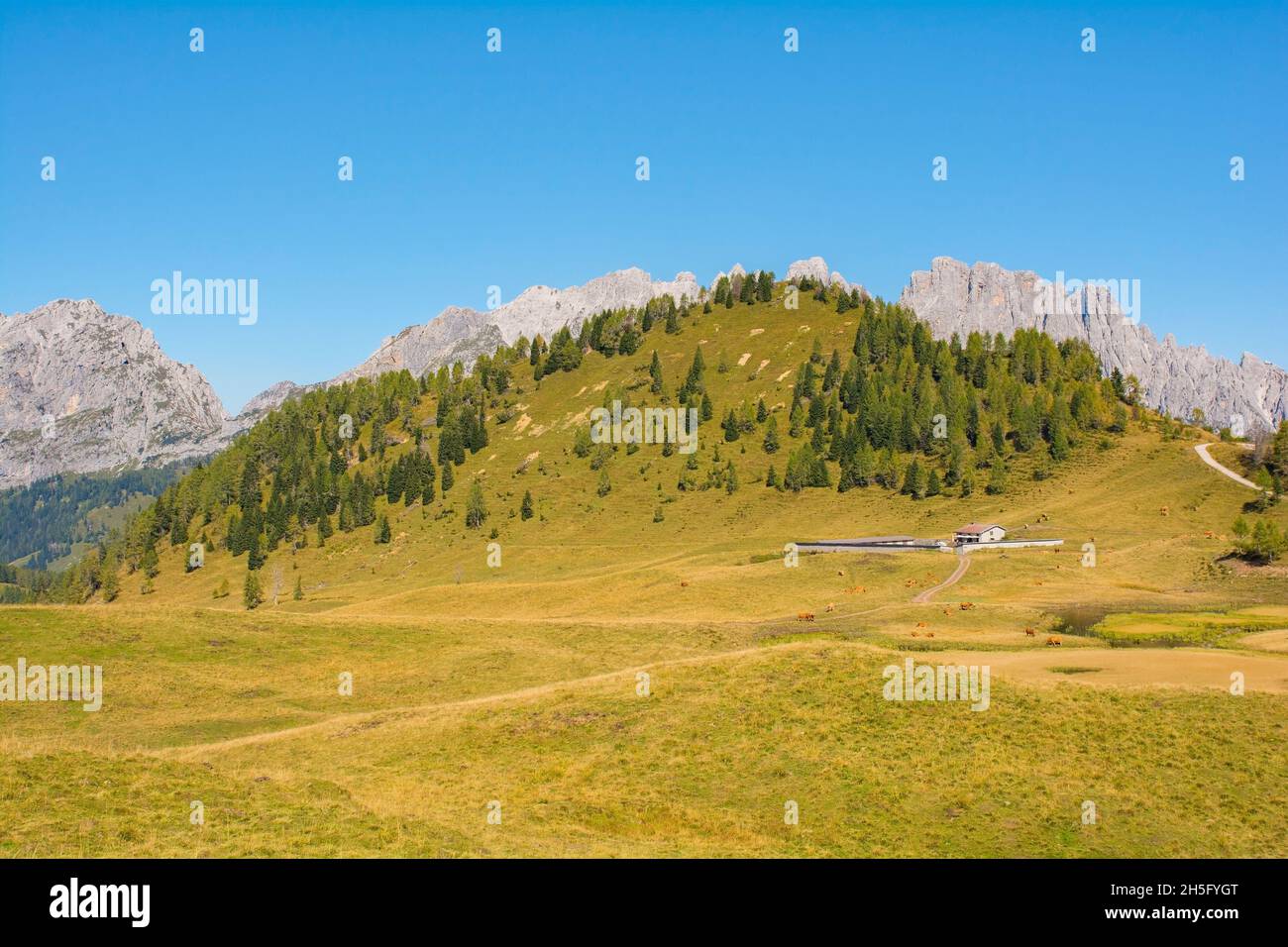 Un capannone di mucca che costruisce a Laghi di Festons il prato alpino a Sella Festons vicino a Sauris di sopra, provincia di Udine, Friuli-Venezia Giulia, nord-est Italia. Foto Stock