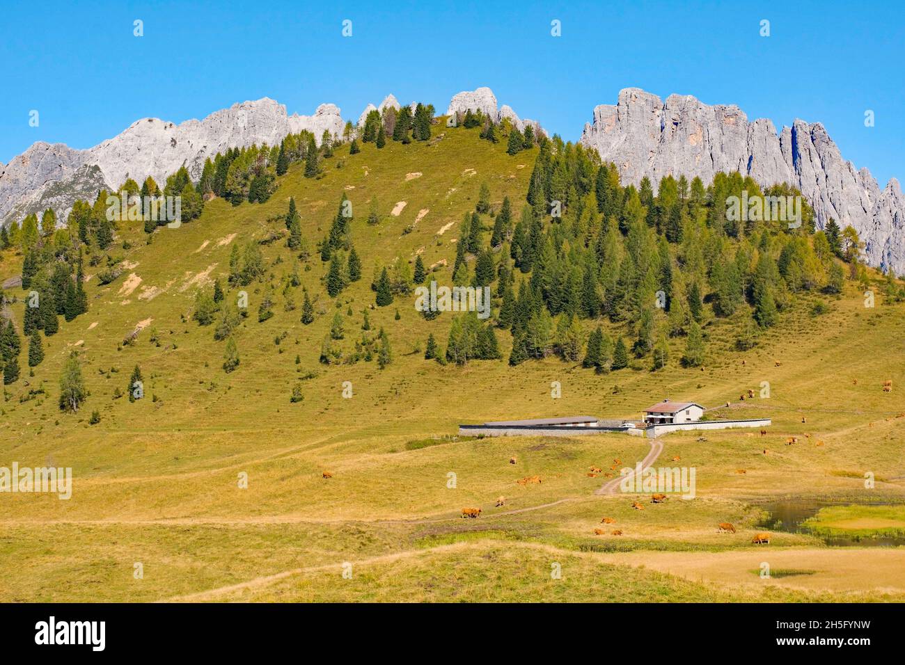 Un capannone di mucca che costruisce a Laghi di Festons il prato alpino a Sella Festons vicino a Sauris di sopra, provincia di Udine, Friuli-Venezia Giulia, nord-est Italia. Foto Stock