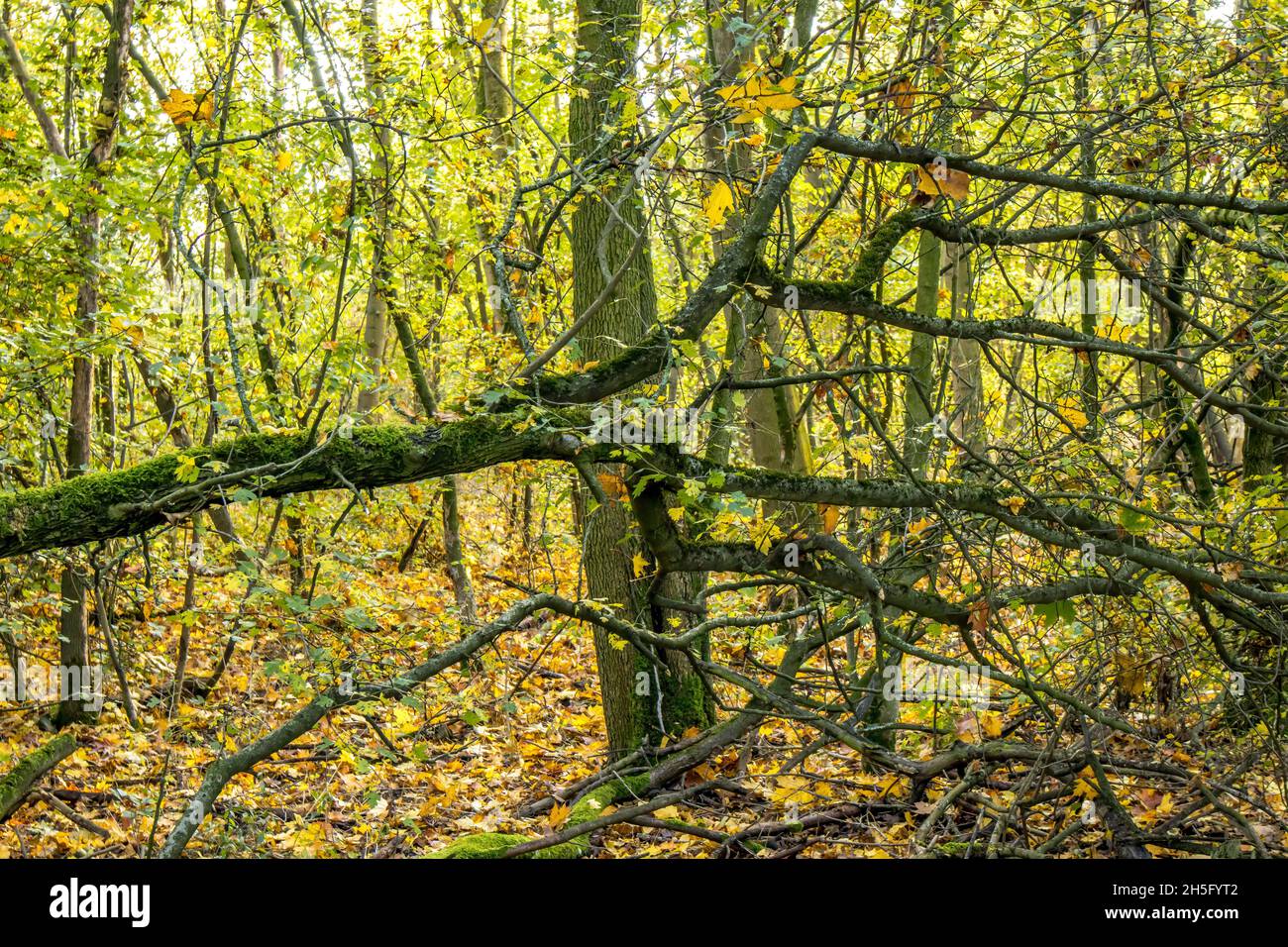 Passeggiate attraverso una foresta nella riserva naturale chiamata Mönchbruch in Hesse, Germania, in una giornata di sole in autunno. Foto Stock