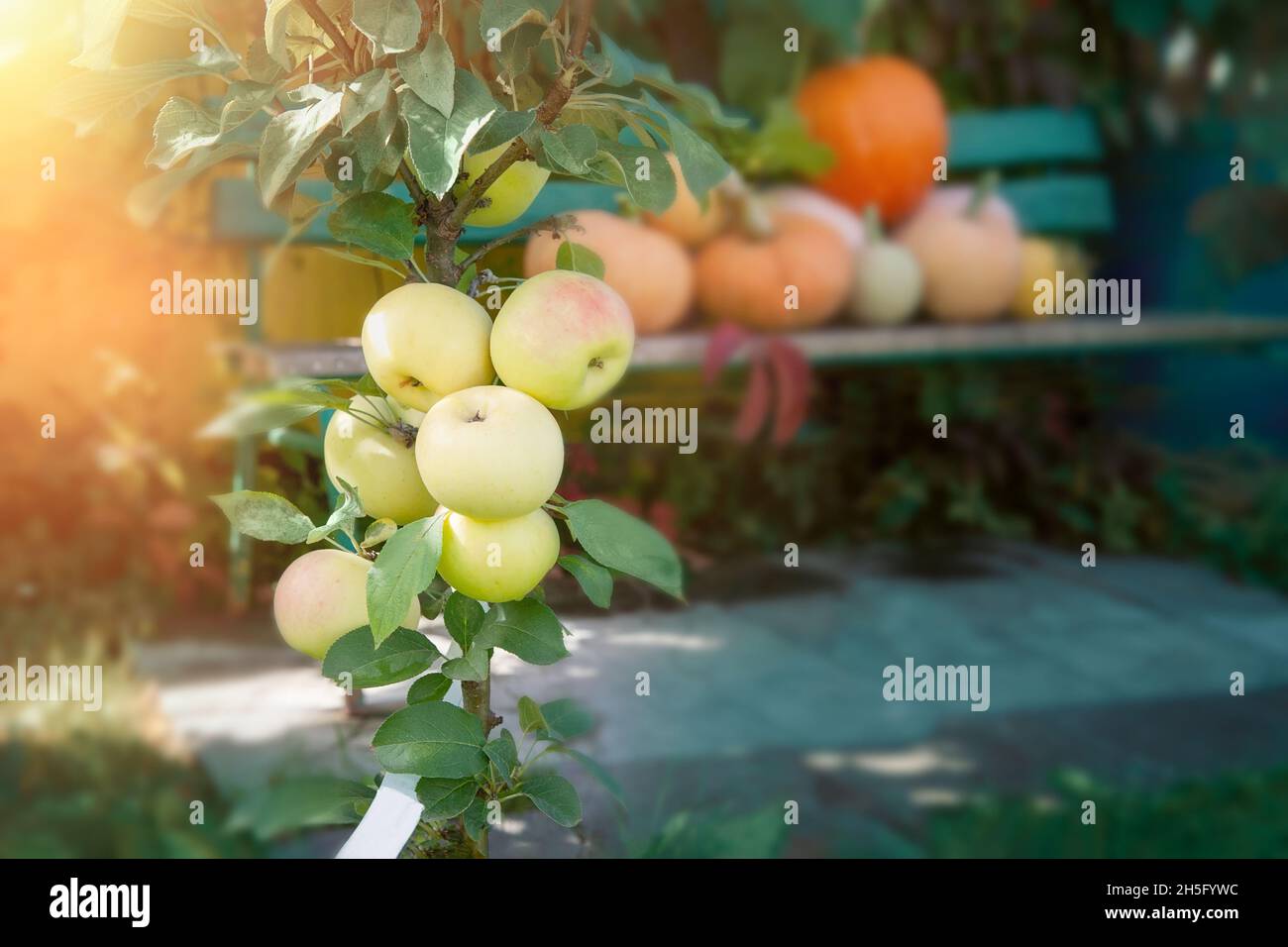 albero di mela colonnare giovane con un raccolto. Le mele maturano su un albero di mele colonnare sullo sfondo di un raccolto di zucca. Foto Stock