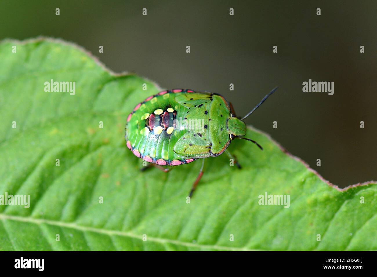 Insetti di puzza verde meridionale, insetti di scudo verde meridionale, Grüne Reiswanze, Nezara viridula, zöld vándorpoloska, Budapest, Ungheria, Magyarország, Europa Foto Stock
