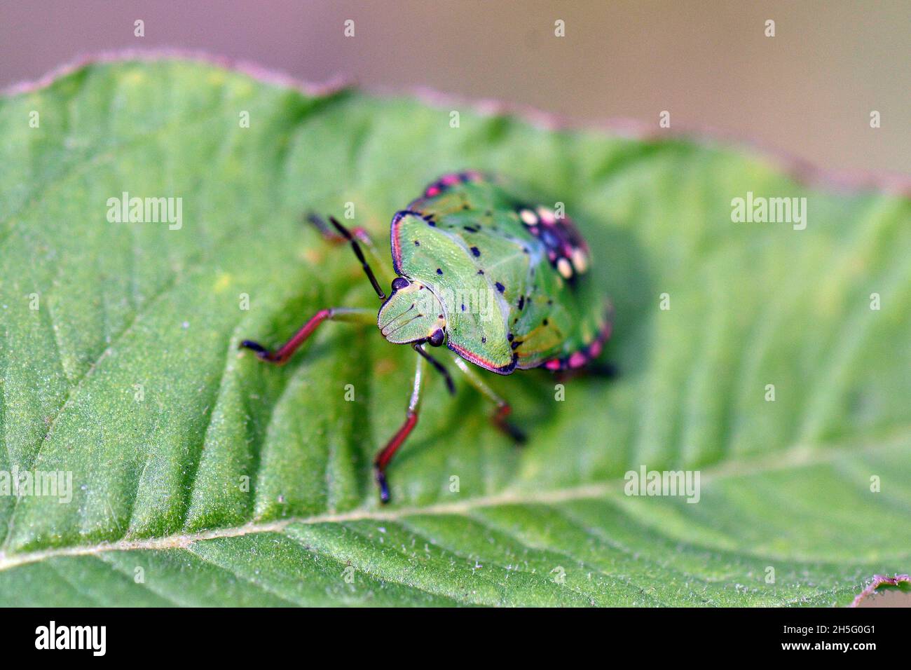 Insetto puzzolente verde meridionale, insetto scudo verde meridionale, Grüne Reiswanze, punaise verte puante, Nezara viridula, zöld vándorpoloska, Budapest, Ungheria Foto Stock