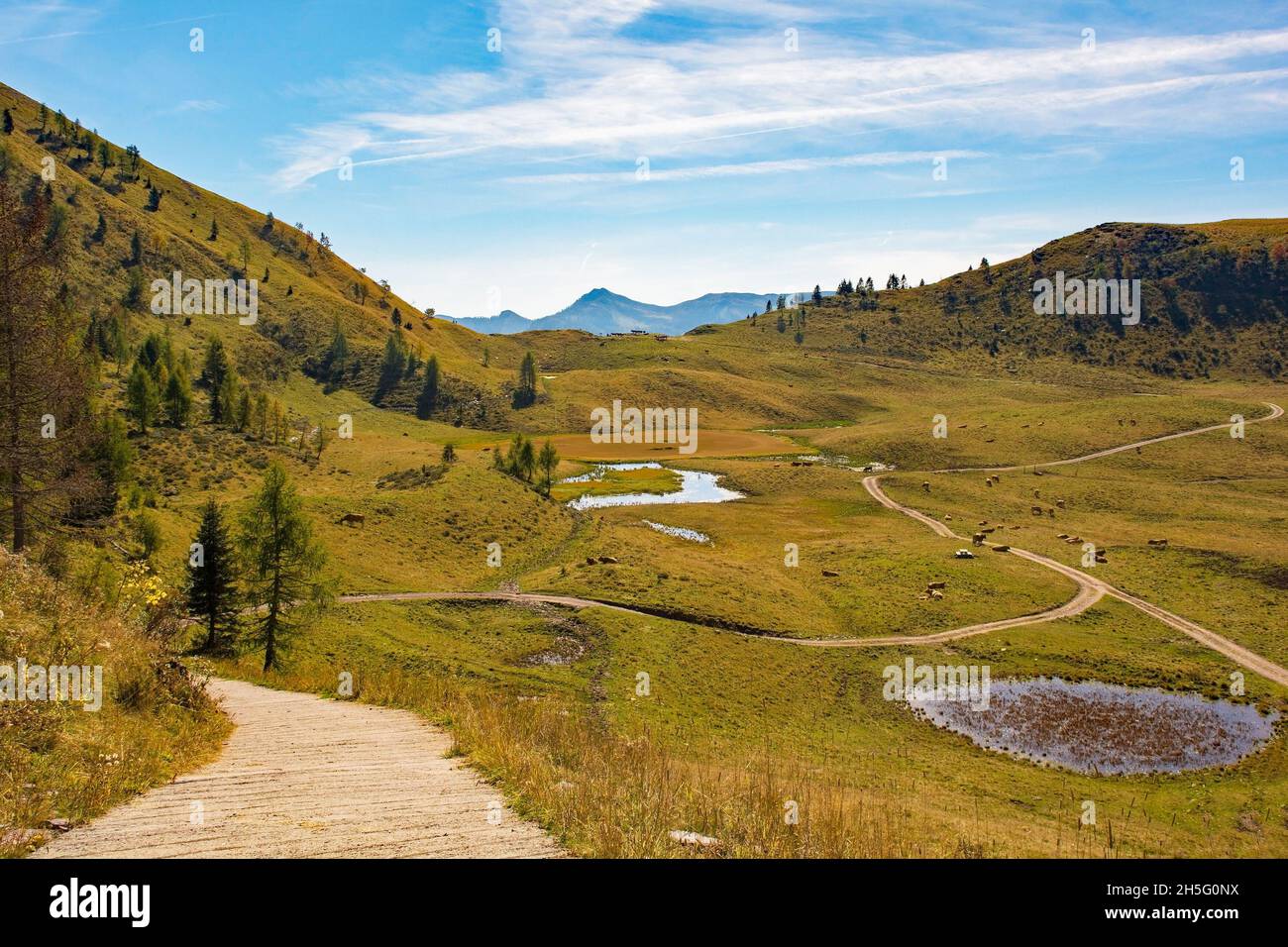 Laghi di Festons Prato alpino su Sella Festons nei pressi di Sauris di sopra, Provincia di Udine, Friuli-Venezia Giulia, Italia. Un pascolo estivo per le mucche da latte Foto Stock