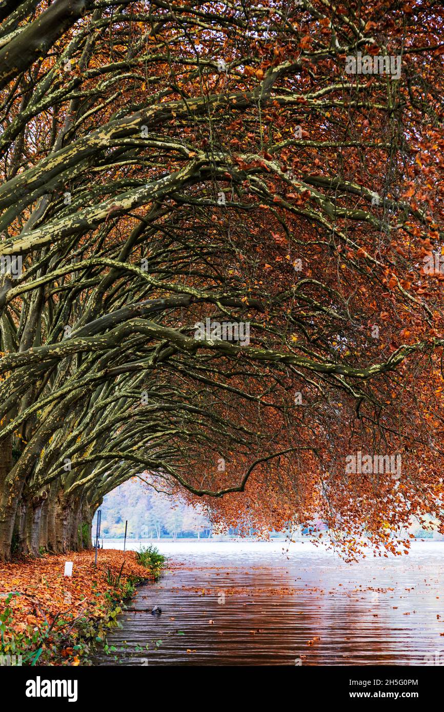 Vicolo di platani (Platanus x acerifolia) in autunno sulla riva del lago Baldeney, Baldeneysee, Hardenbergufer, Essen, Germania Foto Stock