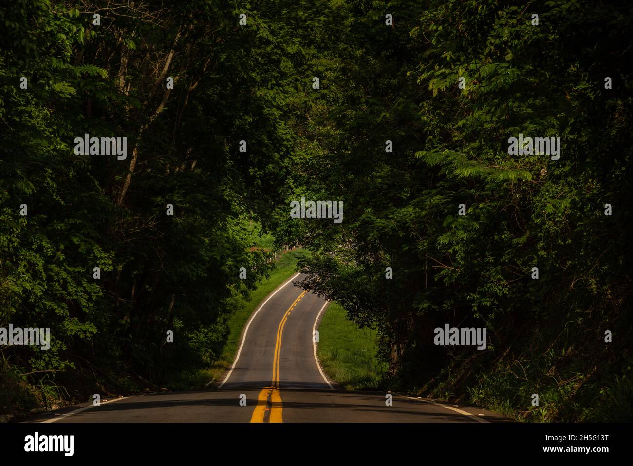 Paesaggio di una sezione dell'autostrada GO-462 a Goiás. Tunnel di alberi. Foto Stock