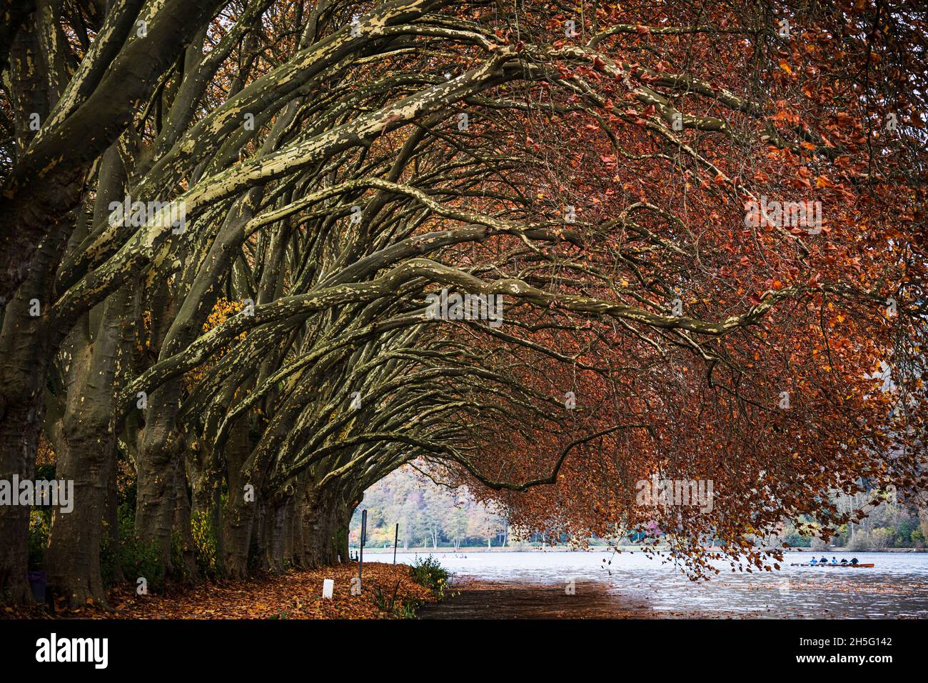 Vicolo di platani (Platanus x acerifolia) in autunno sulla riva del lago Baldeney, Baldeneysee, Hardenbergufer, Essen, Germania Foto Stock