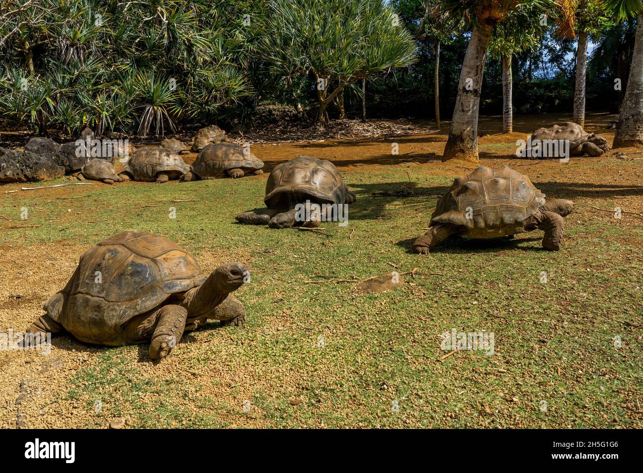 Tartarughe giganti nell'isola tropicale Mauritius al Parco Naturale la Vanille. Foto di alta qualità Foto Stock