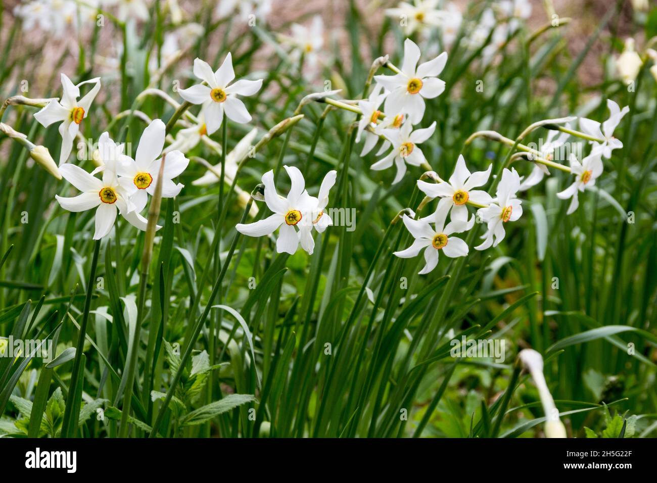 Narciso selvatico fiore (narcissus poeticus) sulla zona di montagna in Europa Foto Stock