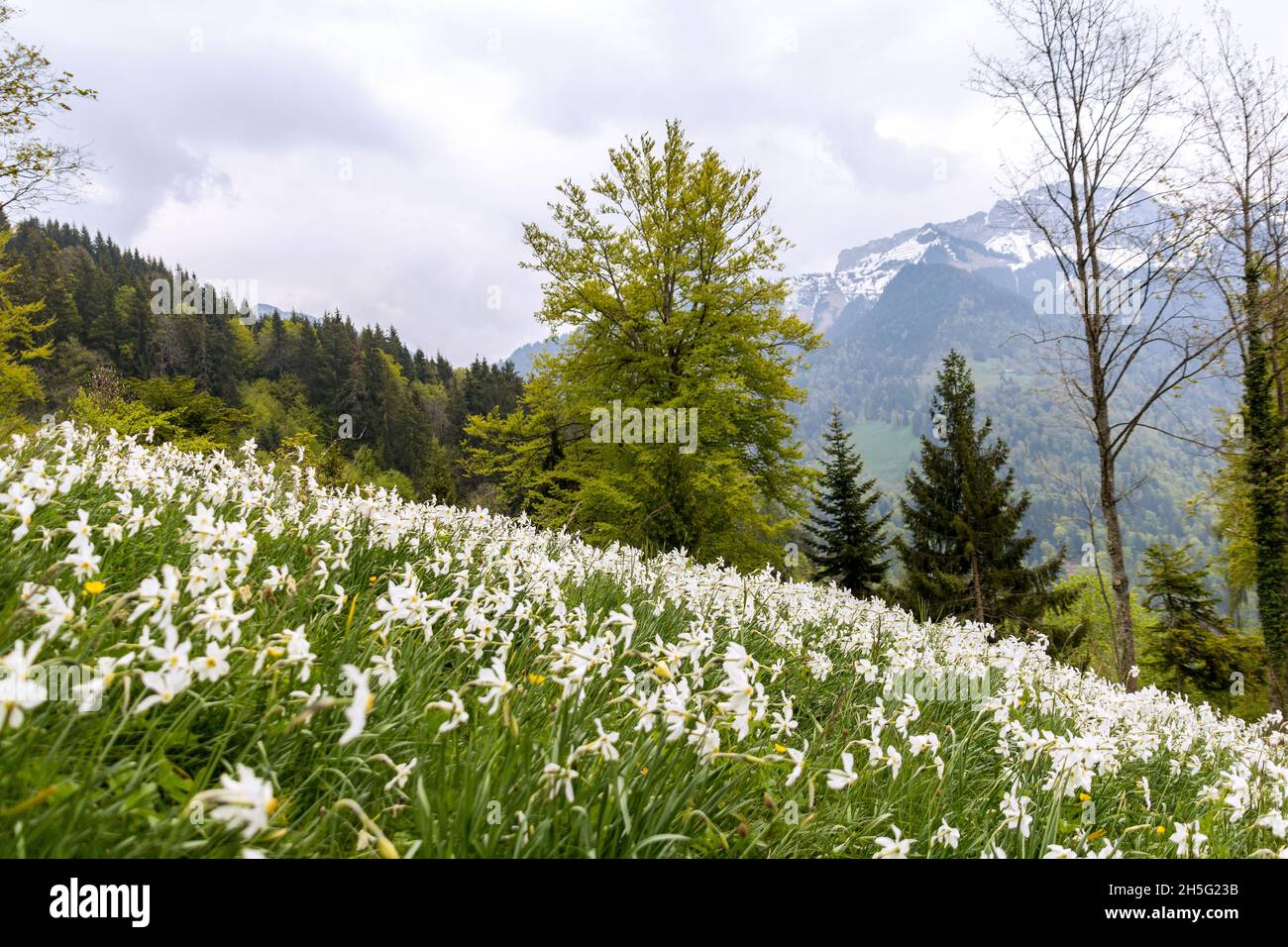 Narciso selvatico fiore (narcissus poeticus) sulla montagna delle Alpi svizzere in riviera di vaud su Montreux Foto Stock