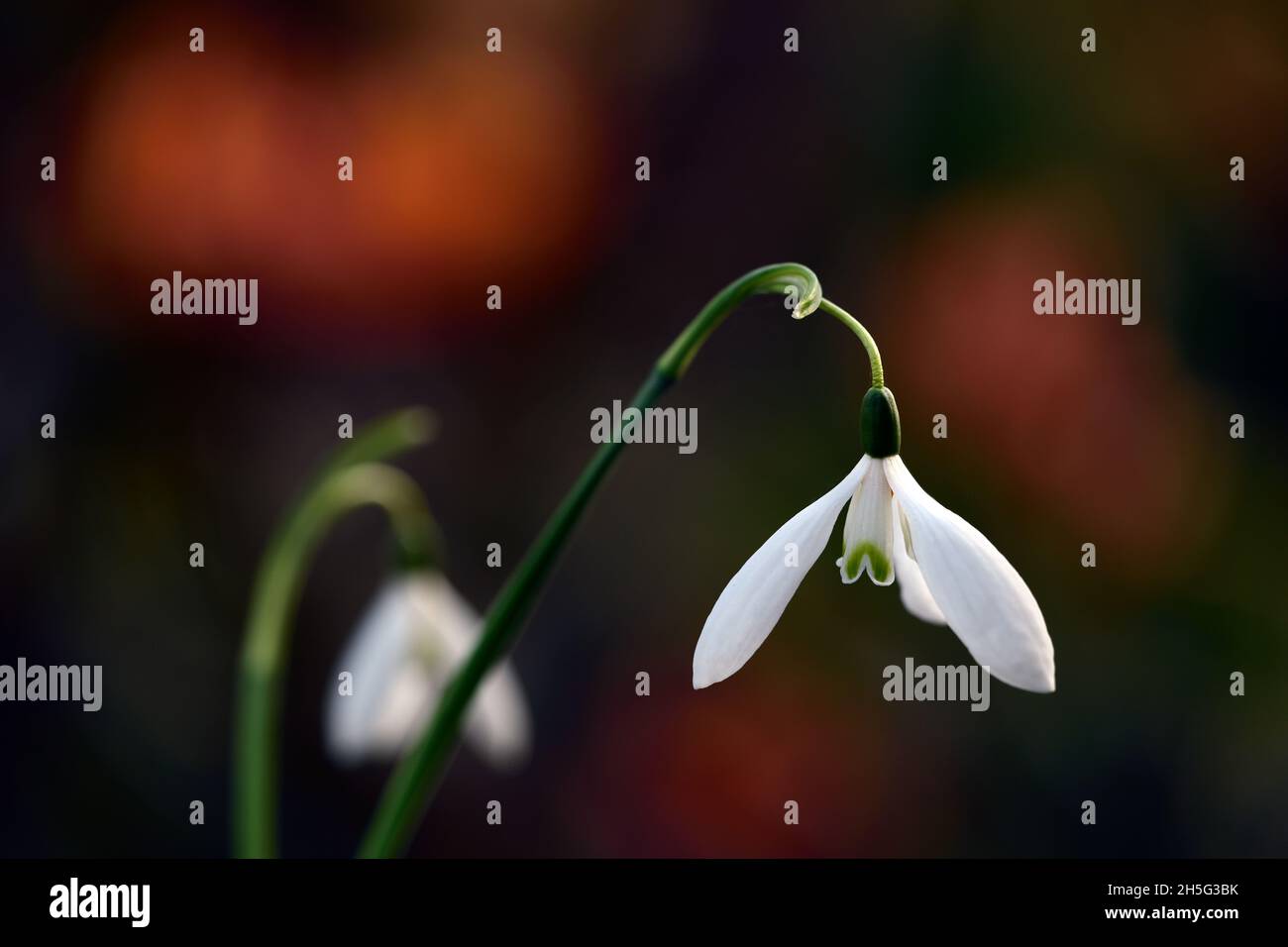 Galanthus reginae-olgae subsp reginae-olgae Maria, goccia di neve,fiore,inizio,goccia di neve,bianco,fiori,fiori,bulbi,gocce di neve,primavera,fioritura,collezionisti,rari Foto Stock