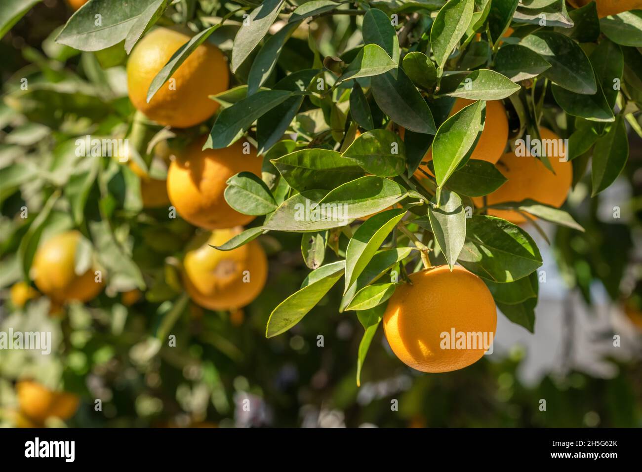 Arance mature appeso a un albero nel giardino di frutta Foto Stock