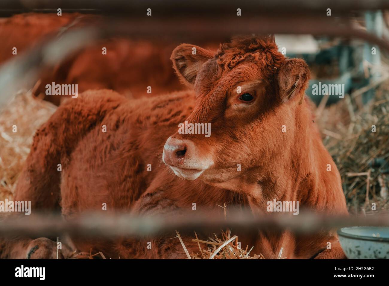 Limousin mucca in allevamento di bovini da latte, ritratto animale da bestiame Foto Stock
