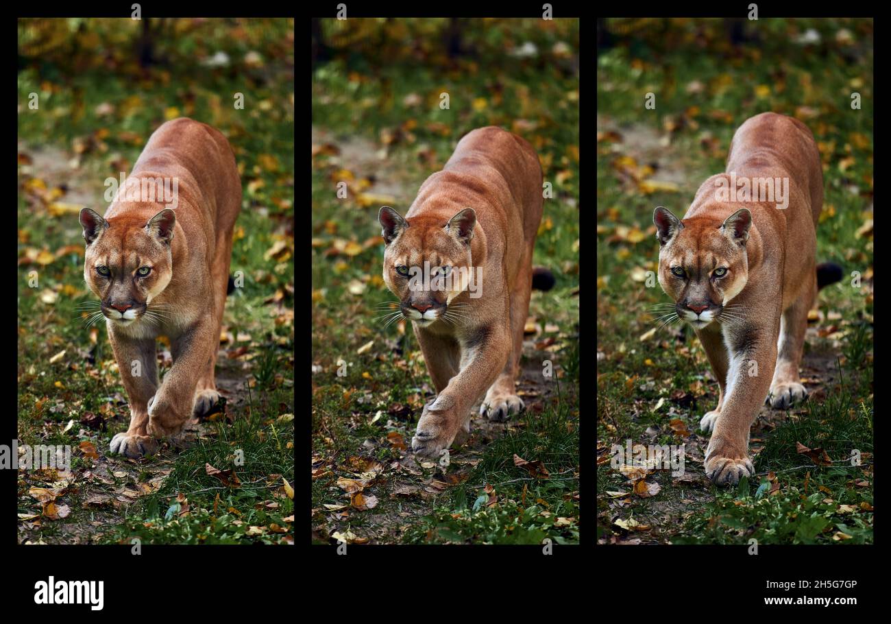Ritratto di Puma bella in autunno foresta, tre cornici in dinamica. American Cougar - leone di montagna, posa suggestiva, scena nel bosco. Fauna selvatica em Foto Stock
