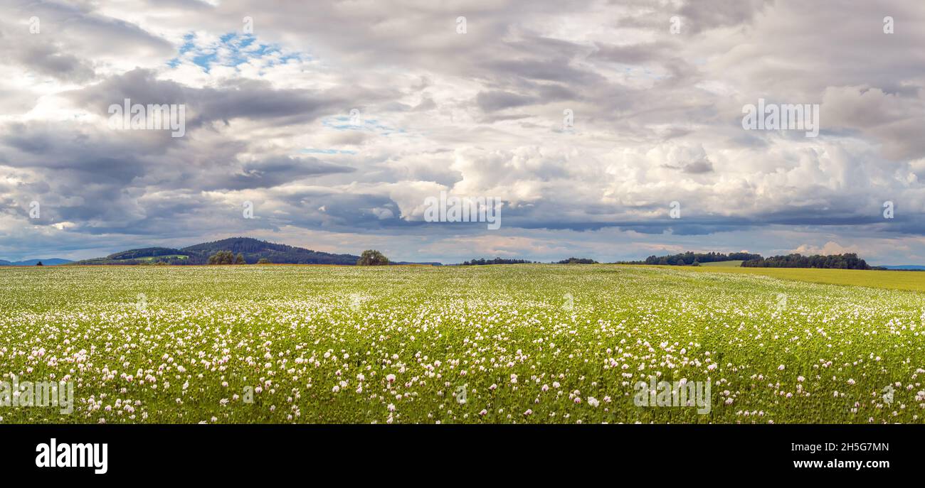 paesaggio con campo di papavero, cielo nuvoloso Foto Stock
