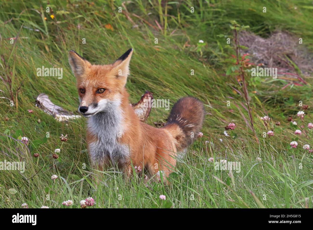 Primo piano di una volpe rossa che caccia in erba Foto Stock