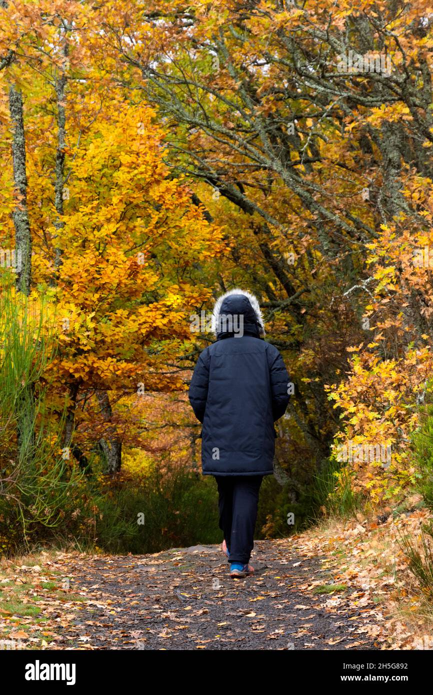 Donna irriconoscibile sulla schiena in un cappotto con cappuccio, camminando in una foresta di faggi millenaria in autunno sotto la pioggia. Concetto autunnale Foto Stock
