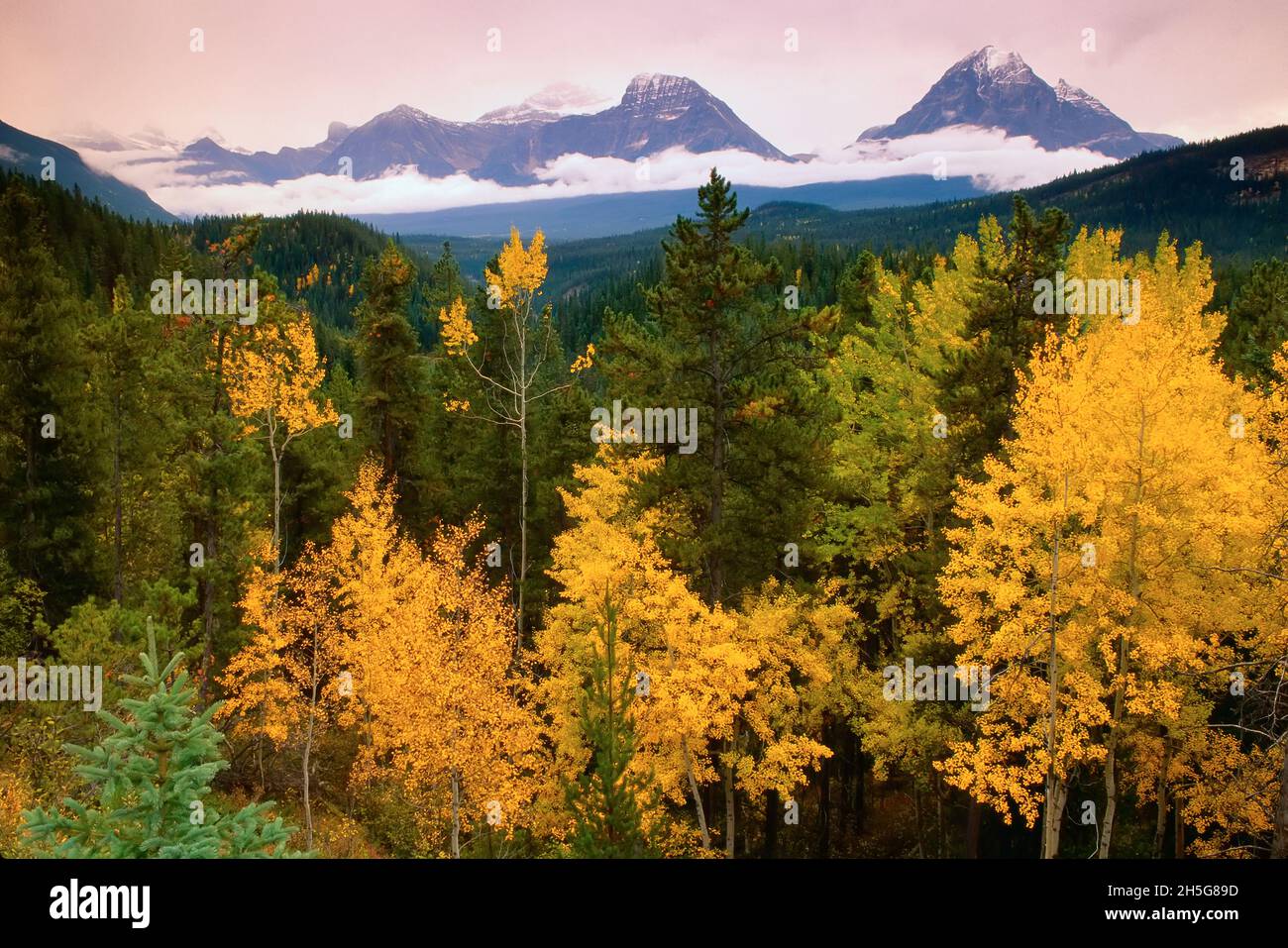 Athabasca Valley in autunno, il Parco Nazionale di Jasper, Alberta, Canada Foto Stock