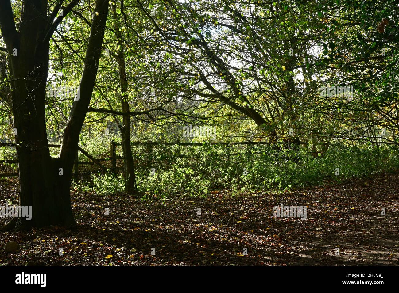 Hirst Wood, Saltaire, Shipley al sole d'autunno, West Yorkshire Foto Stock