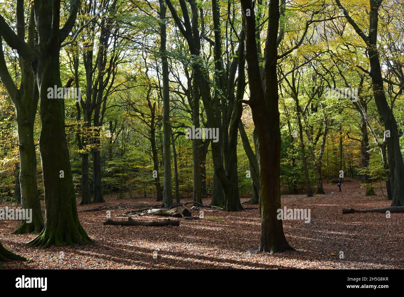 Hirst Wood, Saltaire, Shipley al sole d'autunno, West Yorkshire Foto Stock