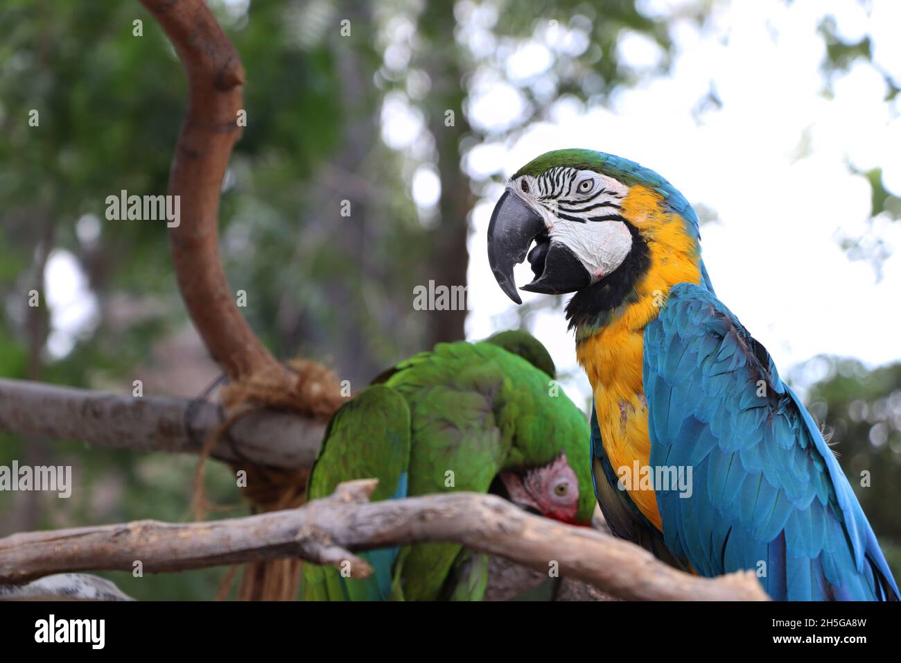 Due pappagalli allo zoo El Paso Foto Stock