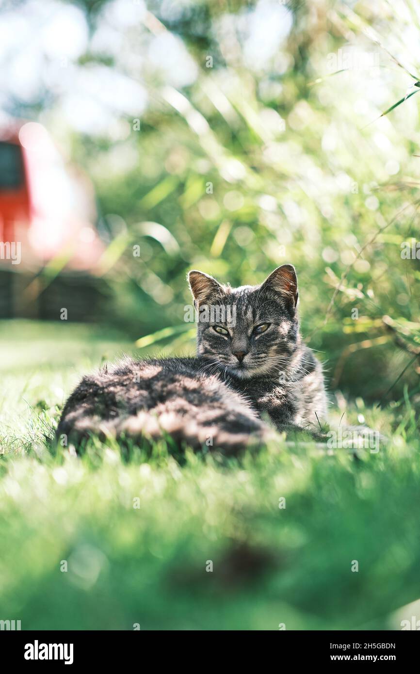 Gatto grigio giacente nell'erba e godendo il sole. Foto di alta qualità Foto Stock