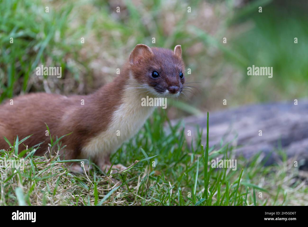 Stoat, Mustela erminea, Single Mammal, Captive, ottobre 2021 Foto Stock