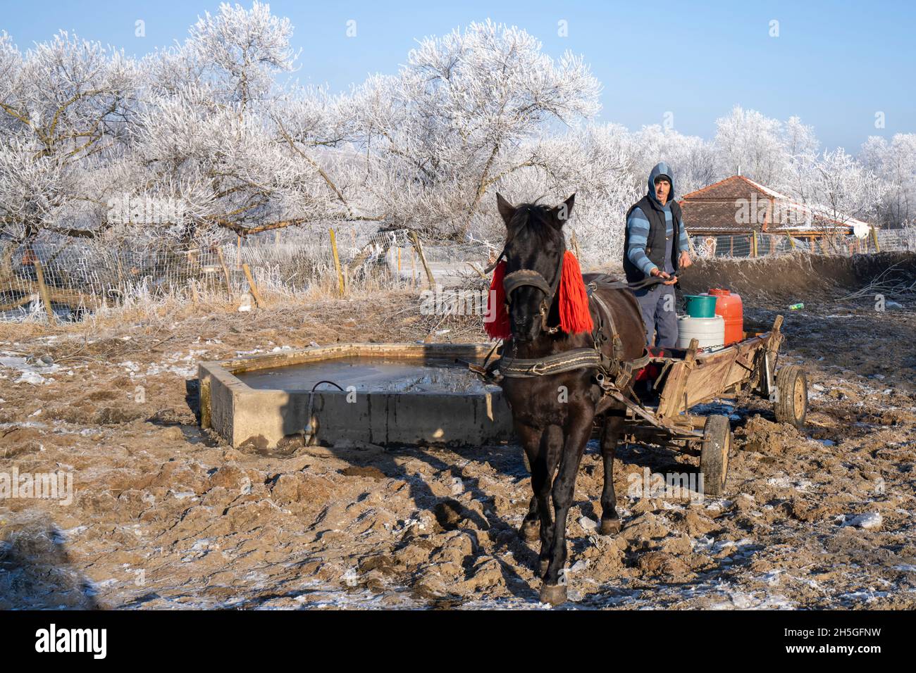 Uomo che trasporta merci con un cavallo che tira un carro; Cund, Transilvania, Romania Foto Stock