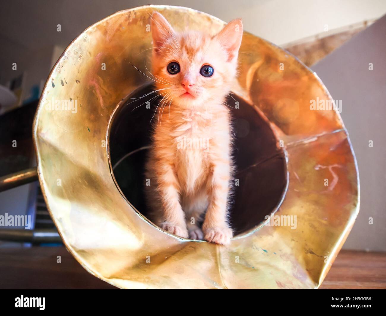 Gattino in tuba! Tovino arancione che esce dalla campana di un tradizionale strumento in stile tuba fatto a mano in Indonesia Foto Stock