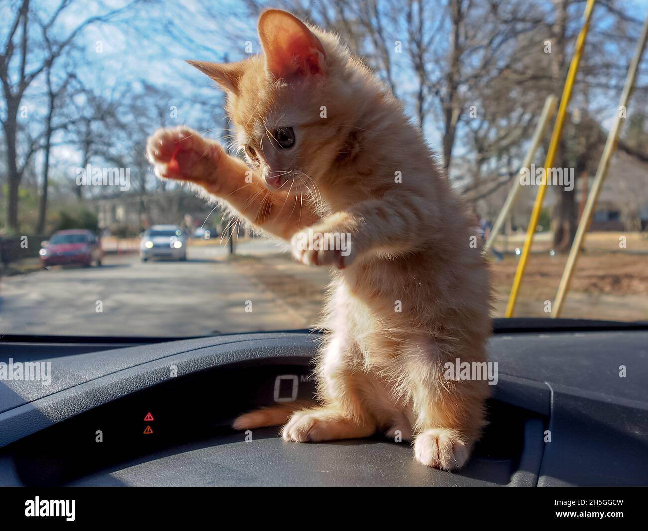 Ninja kitty! Tabby arancione in una posa di arti marziali, in piedi, su un cruscotto auto Foto Stock