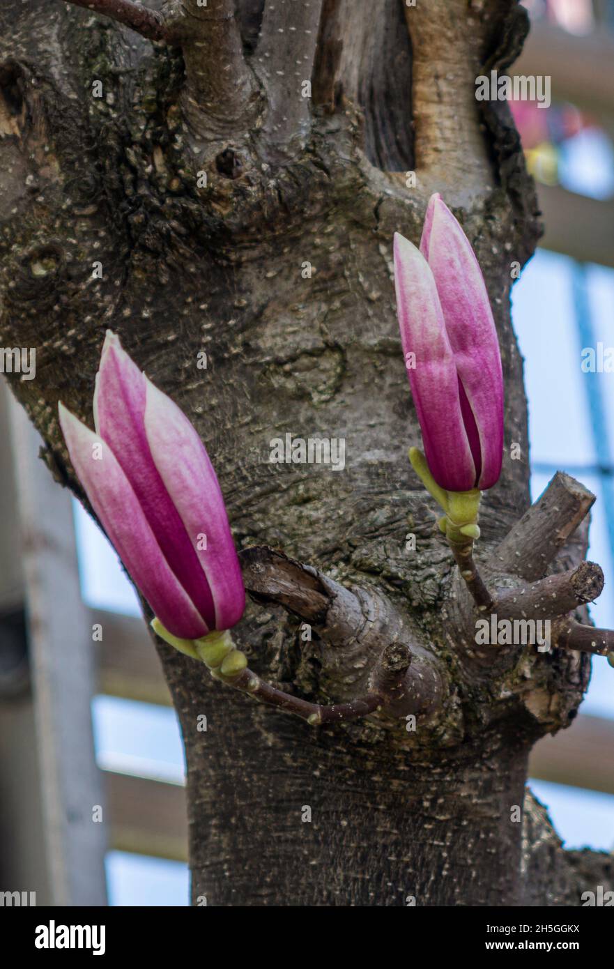 Parte centrale di un albero di magnolia con due fiori in erba Foto Stock