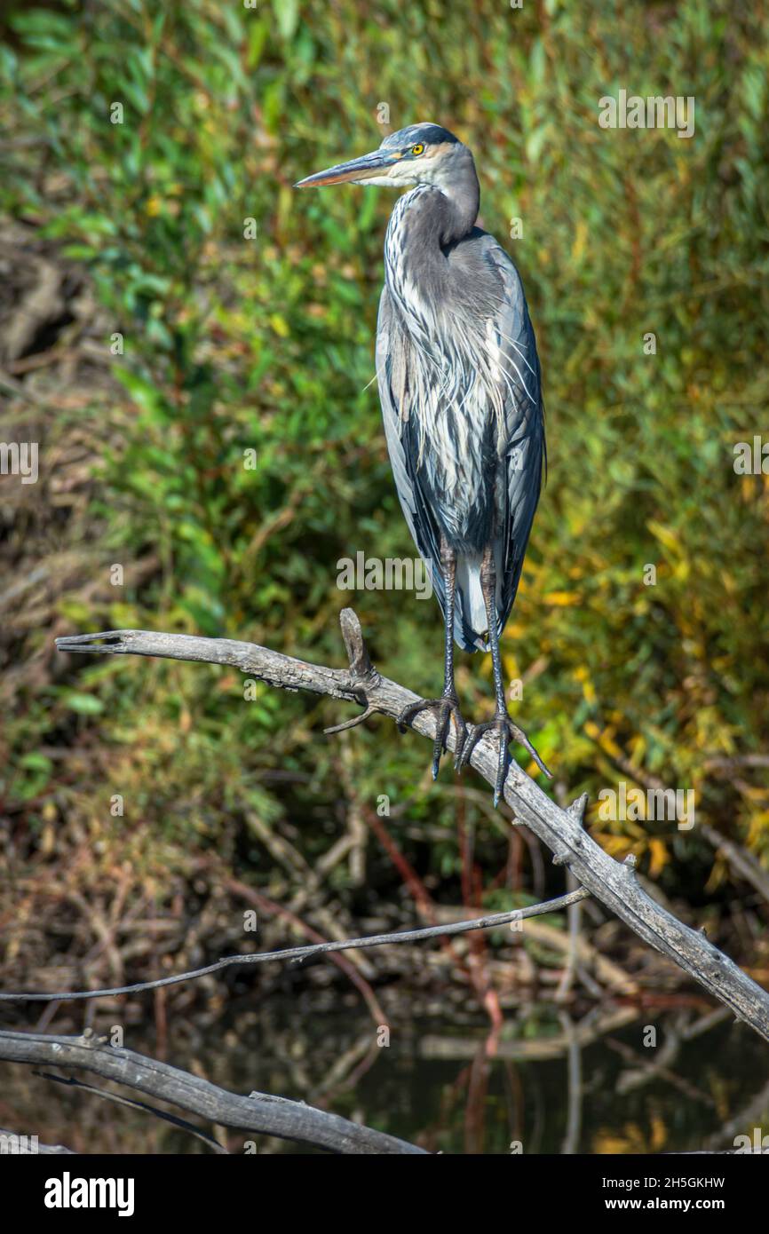 Great Blue Heron (Ardea herodias), che si erge su un vecchio ramo di Cottonwood su East Plum Creek, Castle Rock Colorado USA. Foto scattata nel mese di settembre. Foto Stock