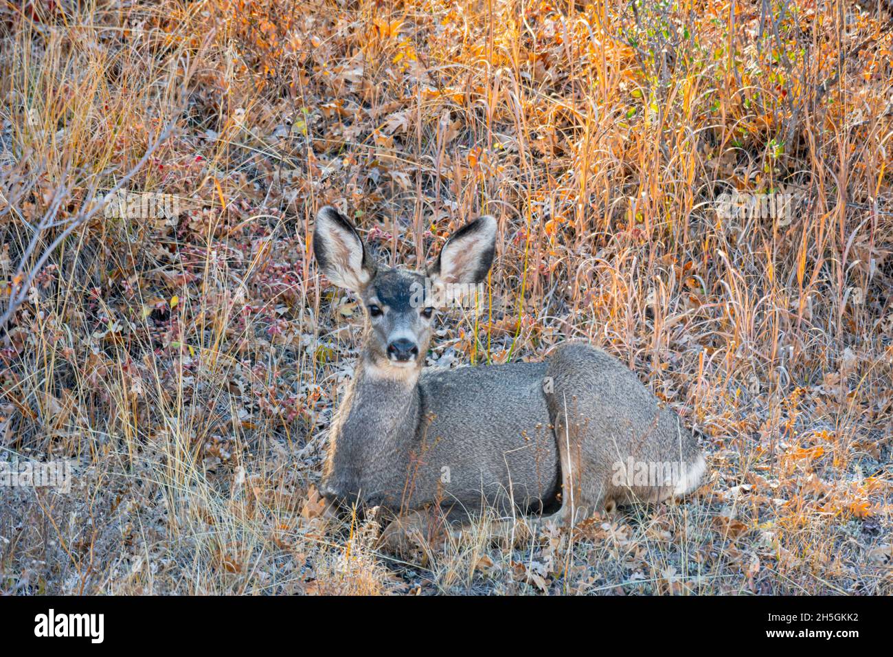 Rocky Mountain Mule Deer doe (Odocoileus hemiorus) che riposa come studia fotografo, Castle Rock Colorado USA. Foto scattata nel mese di ottobre. Foto Stock