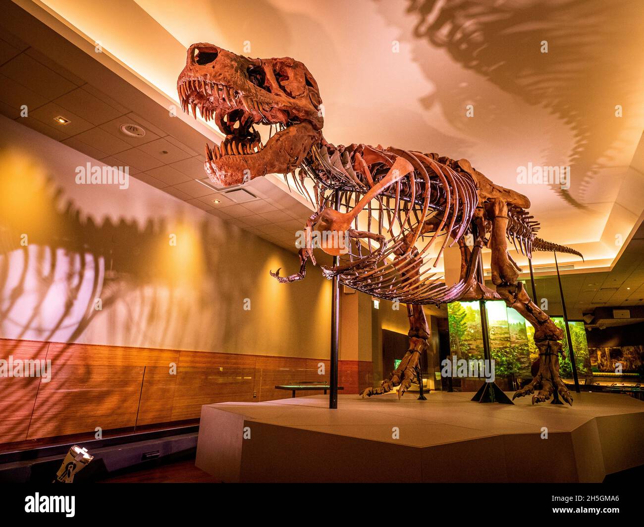 Vista del famoso fossile di sue, un enorme T. rex, alla mostra in evoluzione Planet Evolution al Field Natural History Museum di Chicago, il, USA Foto Stock