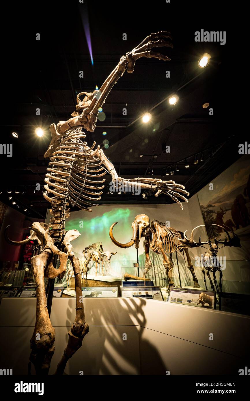 Scheletro fossile di un orso eretto della caverna alla mostra evoluzione del pianeta presso il Field Natural History Museum di Chicago, il, USA Foto Stock