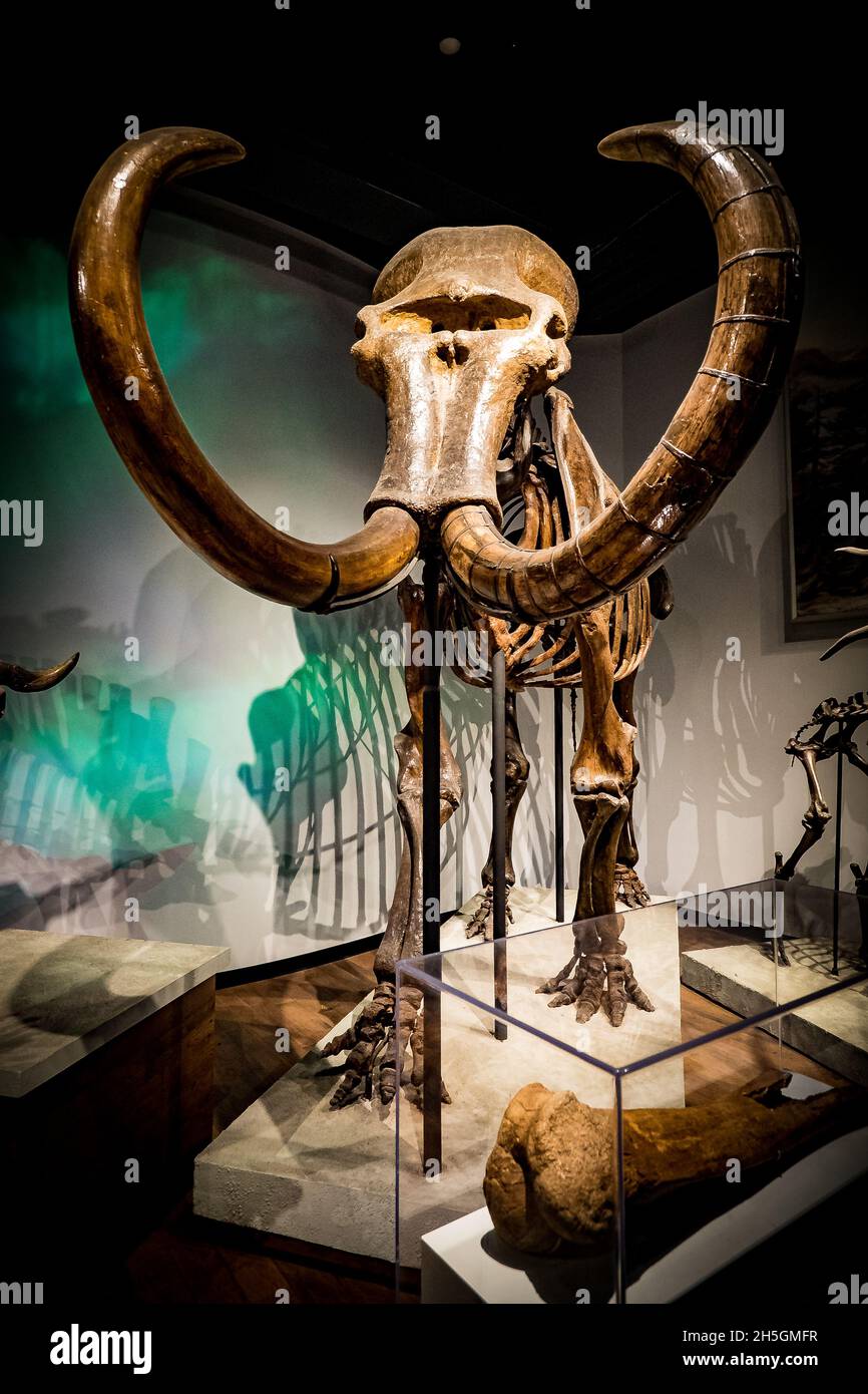 Ricostruzione dello scheletro fossile di un Mammoth alla mostra evoluzione del pianeta presso il Field Natural History Museum di Chicago, il, USA Foto Stock