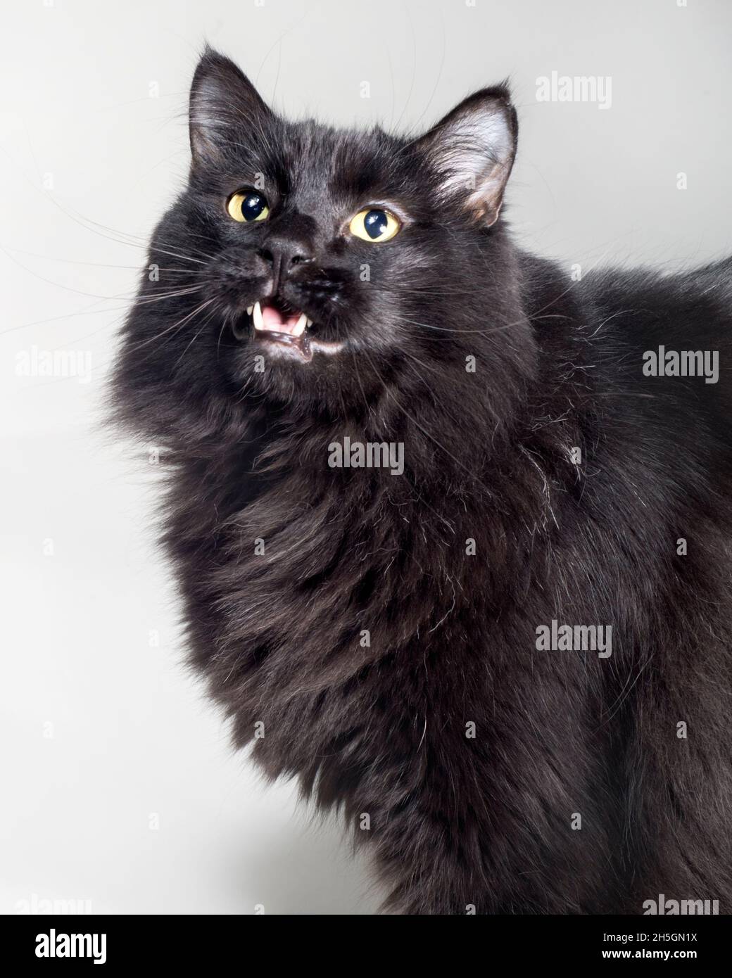 Ritratto divertente di un lungo capelli gatto nero meowing. Foto Stock