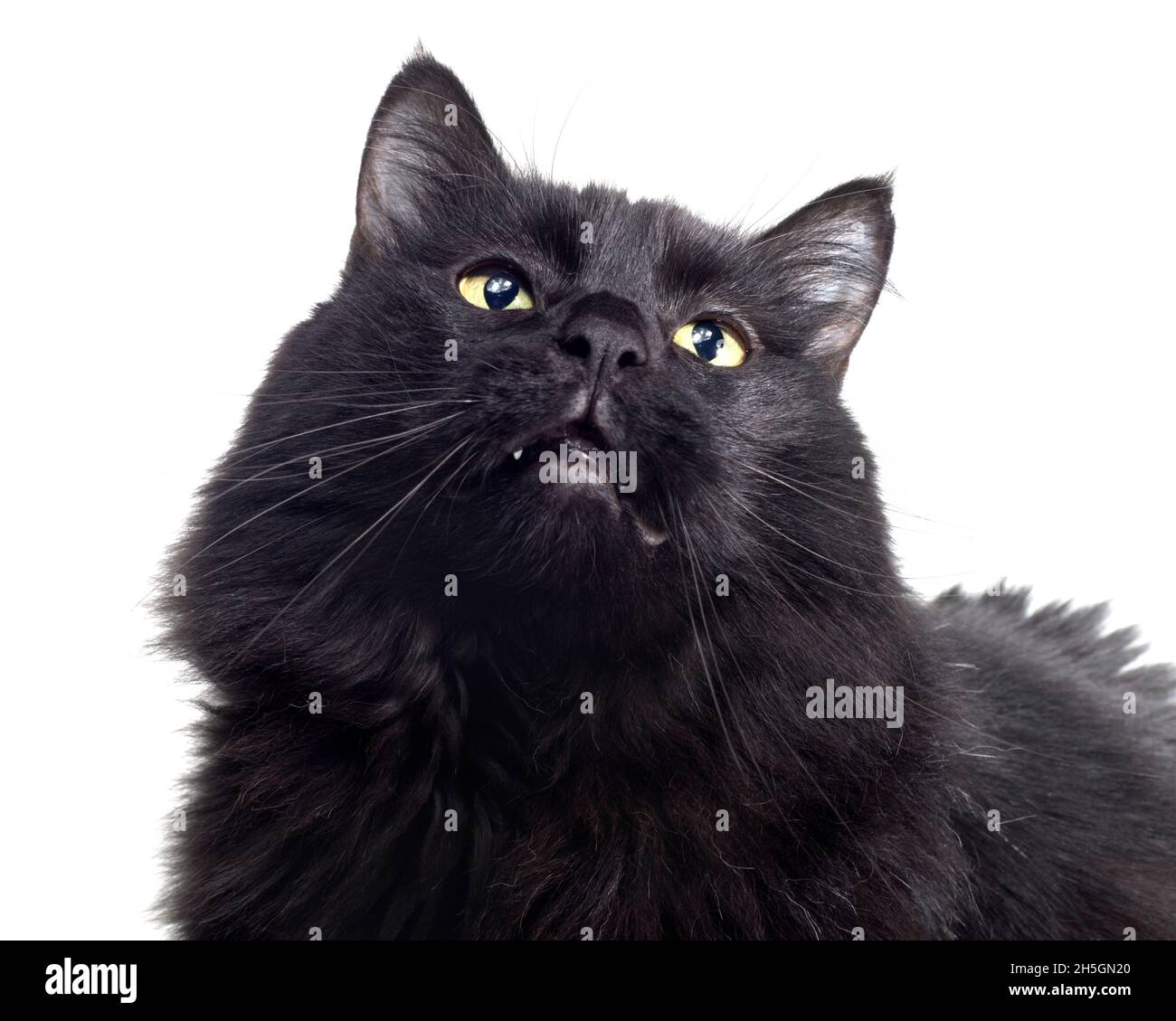 Dolce ritratto di un gatto nero dai capelli lunghi. Foto Stock