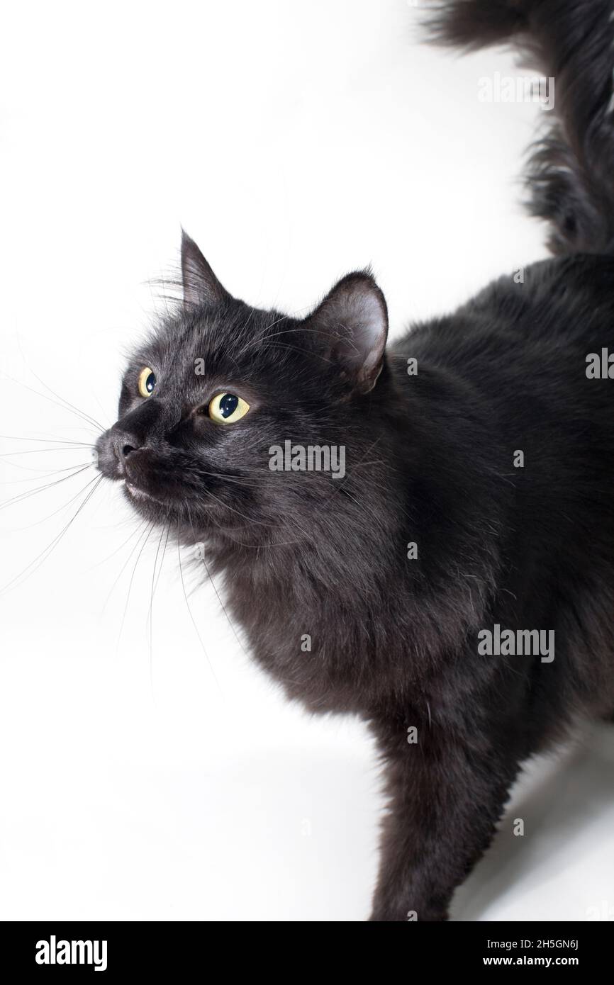 Carino gatto nero con capelli lunghi. Foto Stock