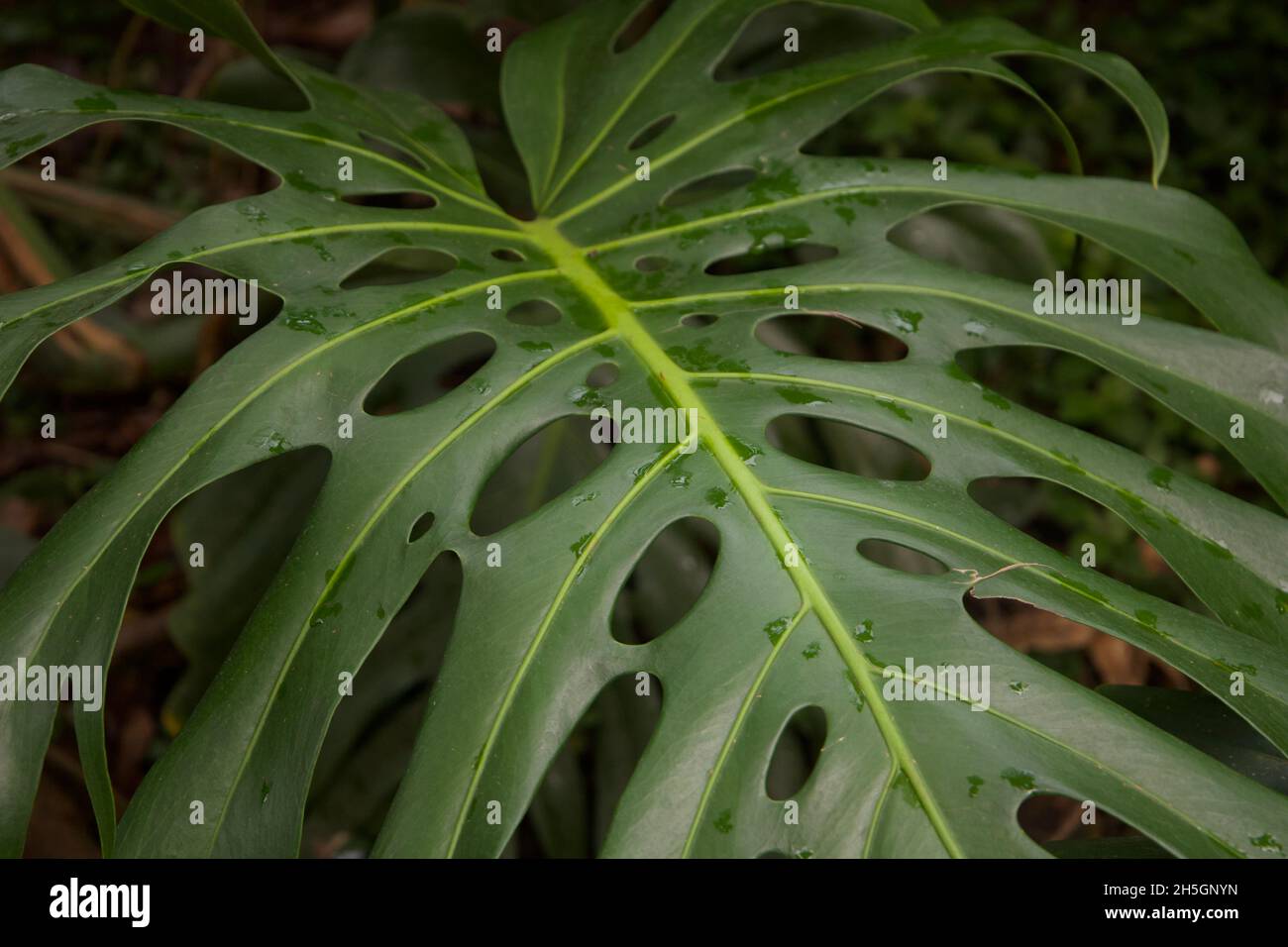 Big Monstera Leaf al progetto Eden Foto Stock