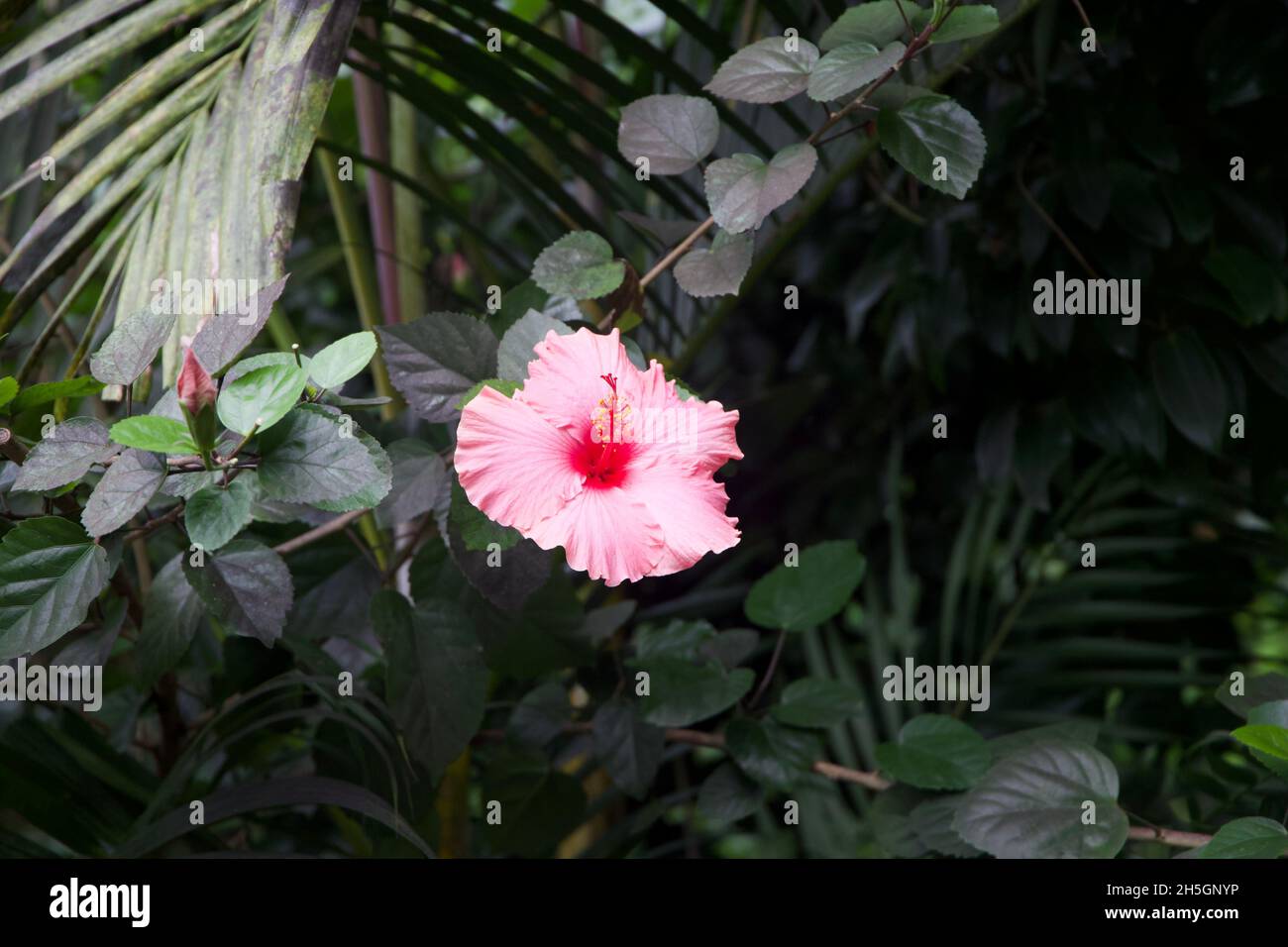 Pretty Pink Flower nella sezione della foresta pluviale amazzonica dell'Eden Project Foto Stock