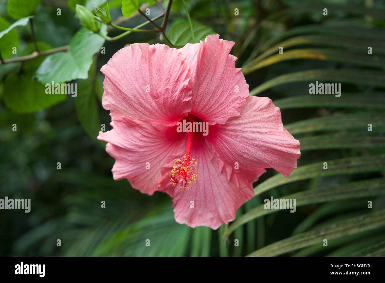 Pretty Pink Flower nella sezione della foresta pluviale amazzonica dell'Eden Project Foto Stock