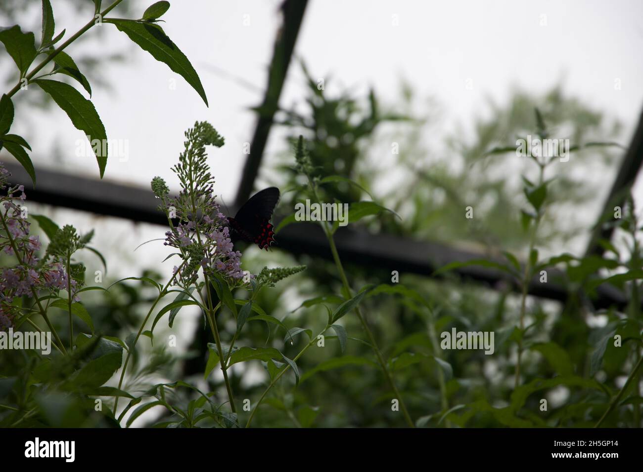 Farfalla nera su un fiore viola Foto Stock