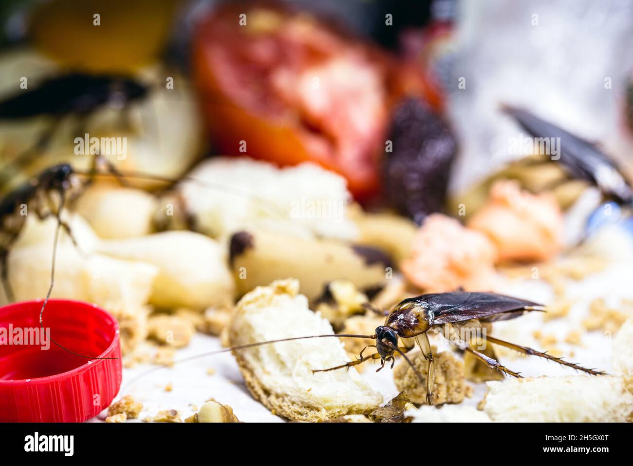 scarafaggi fatti in casa comuni su rifiuti, insetti che mangiano rifiuti, scarsa igiene Foto Stock