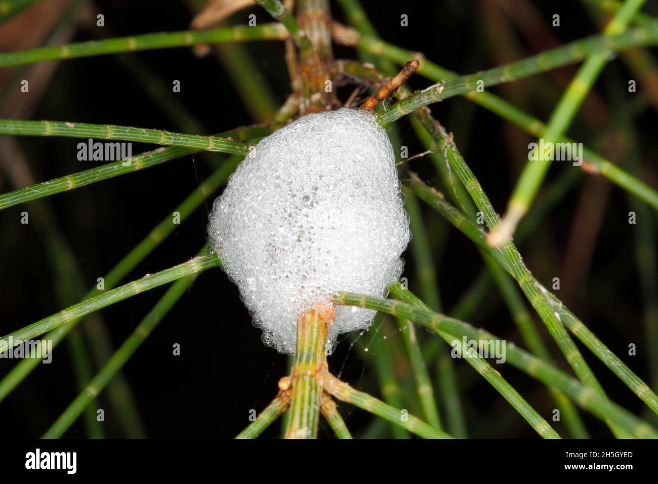 Spittle dello Spittlebug comune, Philagra parva. Le ninfe producono 'grattolo' che si aggrappa ai gambi di arbusti o piccoli alberi per ridurre il rischio di de Foto Stock