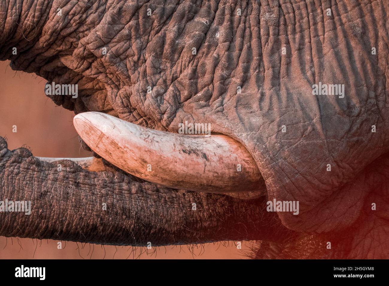 Questa foto è stata catturata in Mana Pools NP il 24,Oct,2021 da Peter Carinus. Foto Stock