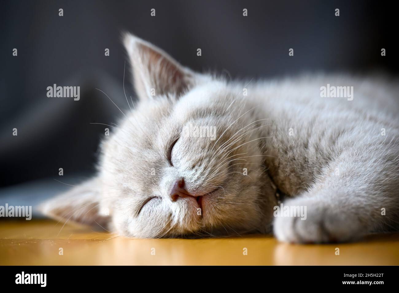 Gattino che dorme e che abbia buoni sogni, dormire gatto primo piano sorridente pieno viso aspetto felice, lilla-colorato British Shortair che giace sul pavimento in legno i Foto Stock