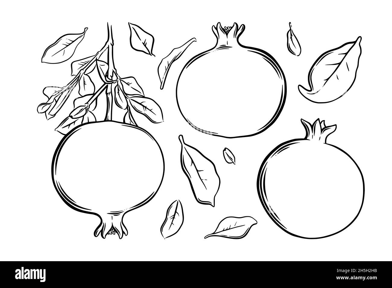 Melograno frutta, semi e pianta. Melograno esotico colorato. Illustrazione vettoriale isolata su sfondo bianco Illustrazione Vettoriale