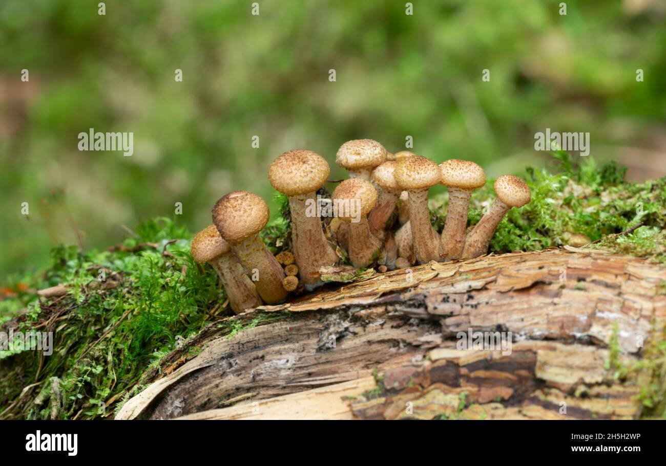 Funghi Amarilla coltivati su legno Foto Stock