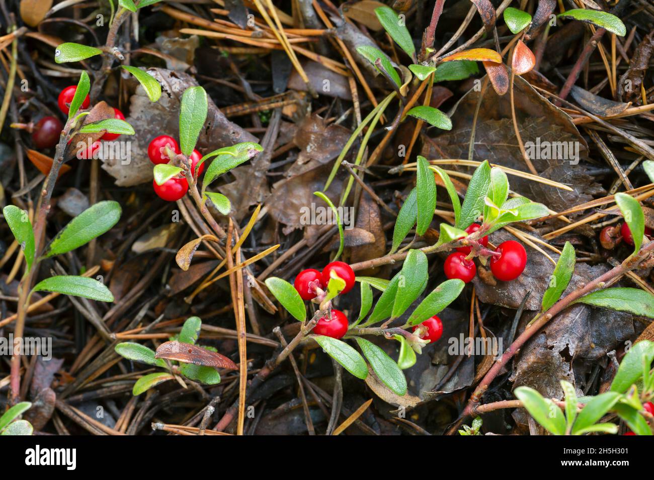 Bearberry Arctostaphylos uva-ursi pianta con bacche mature Foto Stock