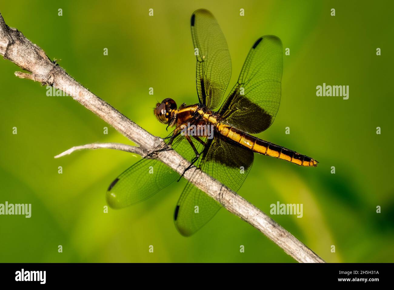 Vedova Skimmer Dragonfly (Libellula luctuosa) arroccato su un bastone nel sole estivo. Foto Stock